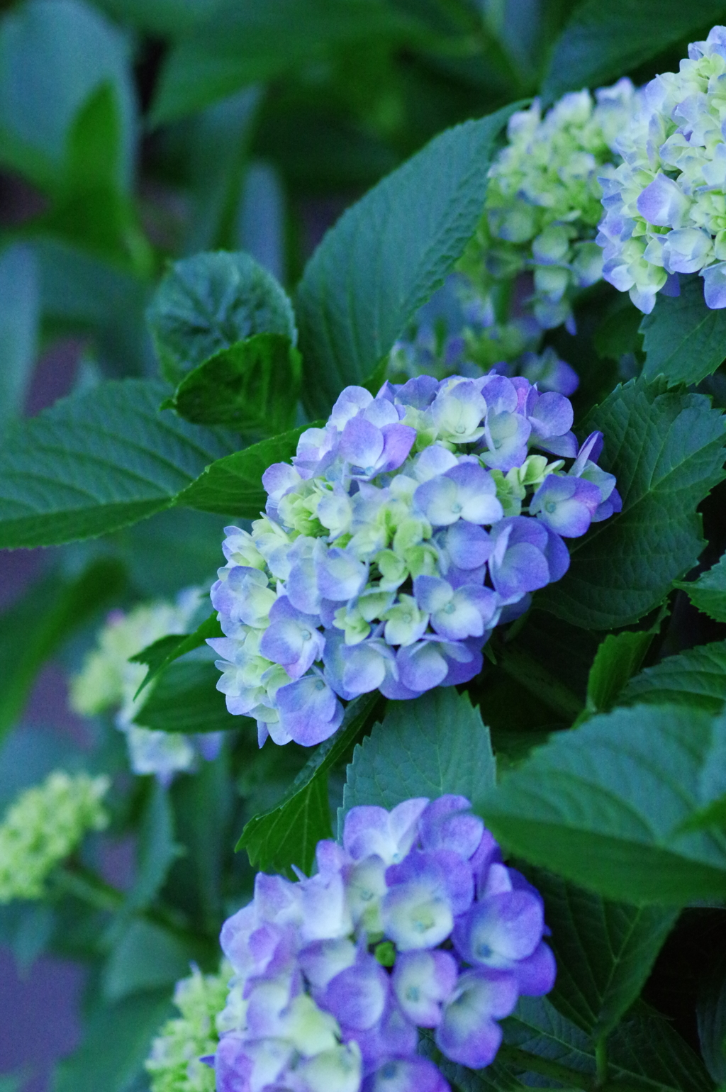 紫陽花