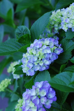 紫陽花