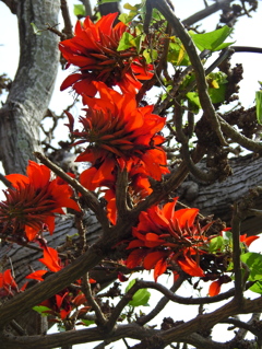 デイゴの花