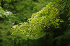 小石川後楽園