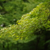 小石川後楽園
