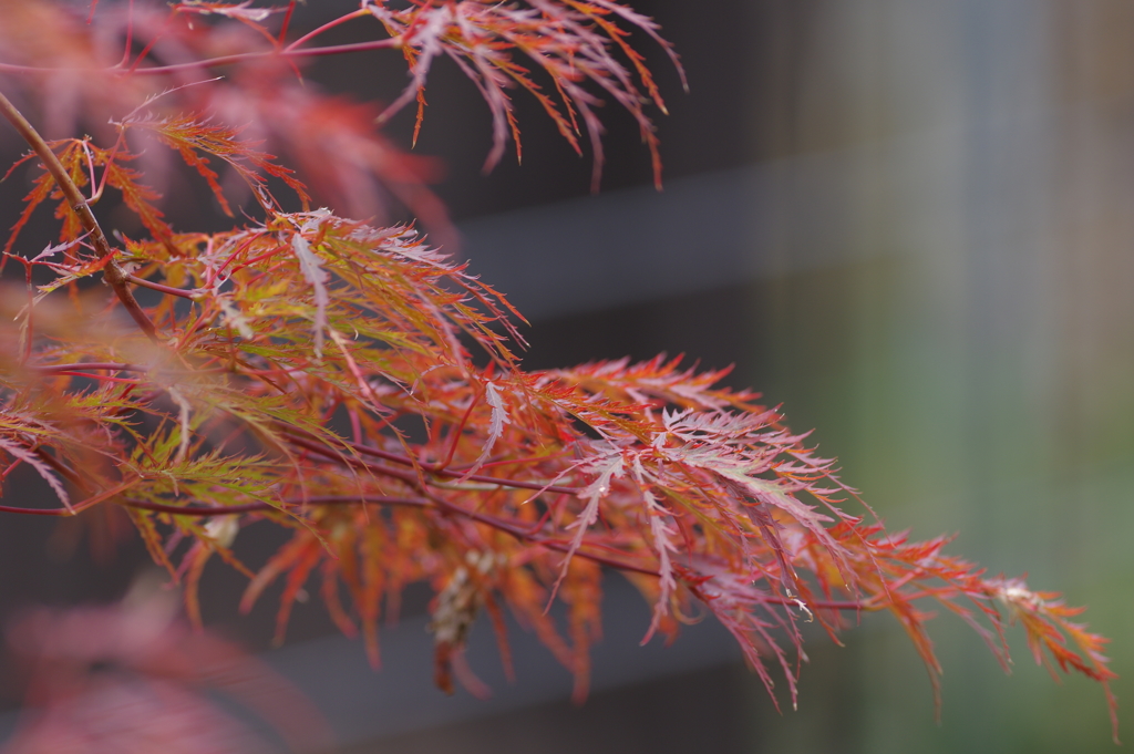 紅く染まる