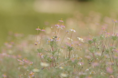 小さな花