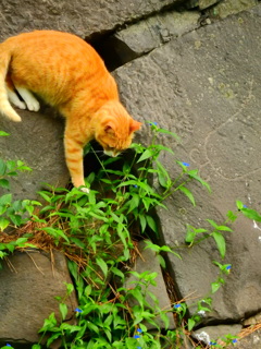 石垣に猫（１）