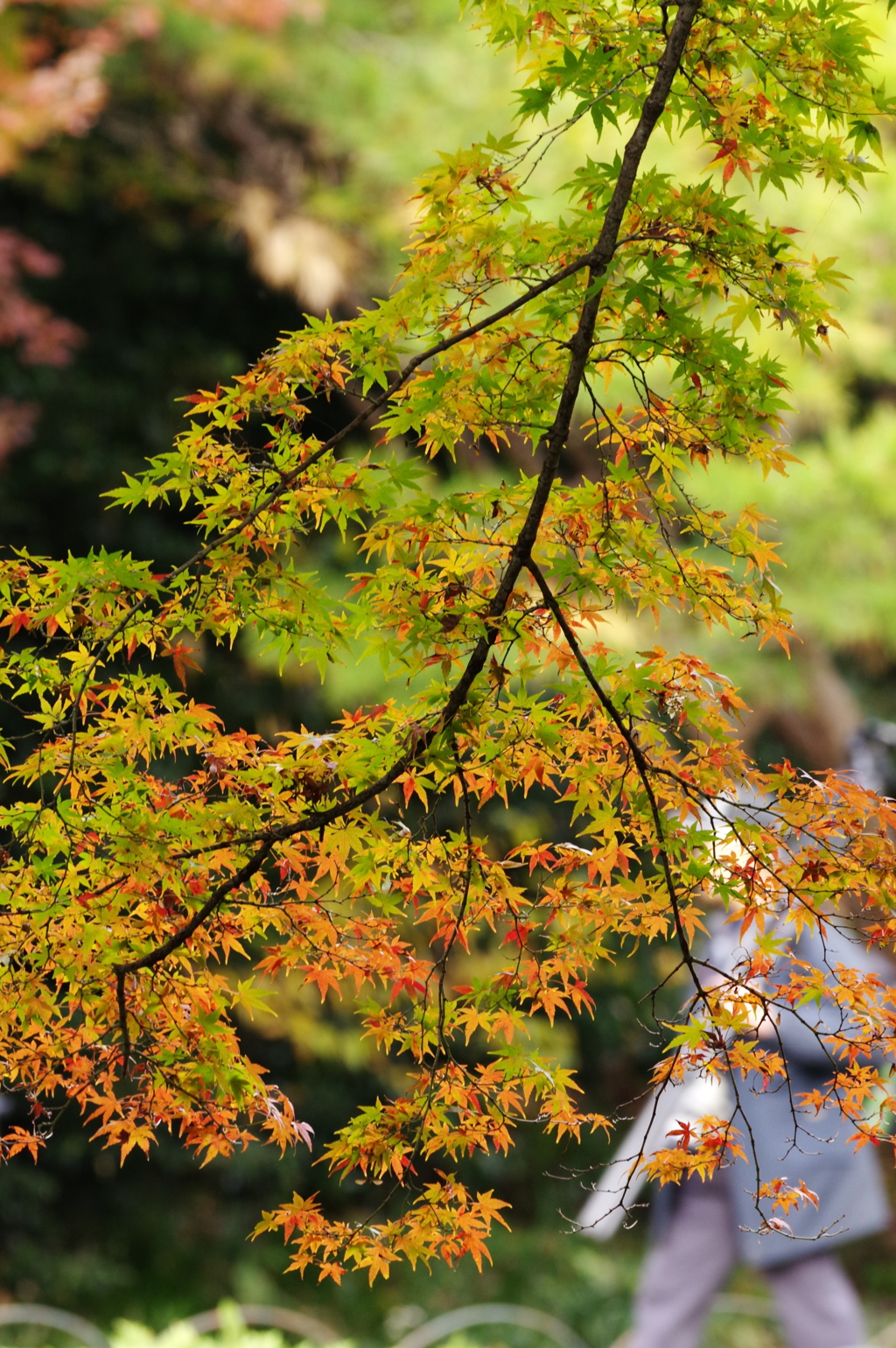 紅葉の公園