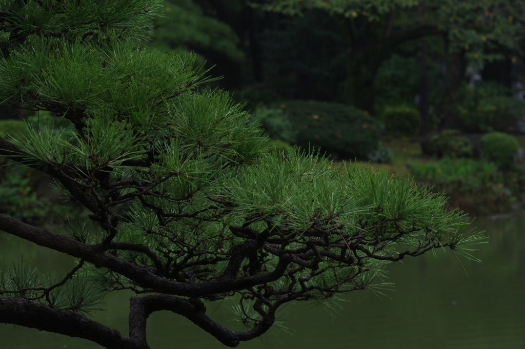 77mm行脚 - 雨の日比谷公園　その２