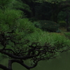 77mm行脚 - 雨の日比谷公園　その２