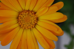 通勤途上の花（１）