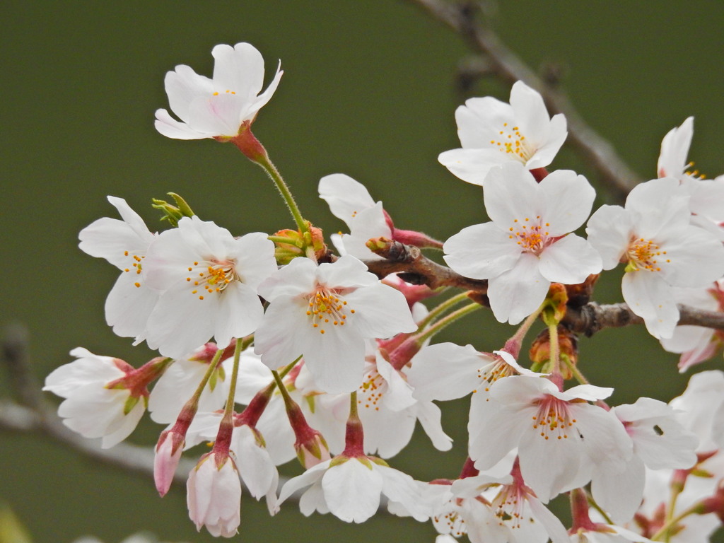 千鳥ヶ淵の桜