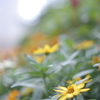 都会の花(1)