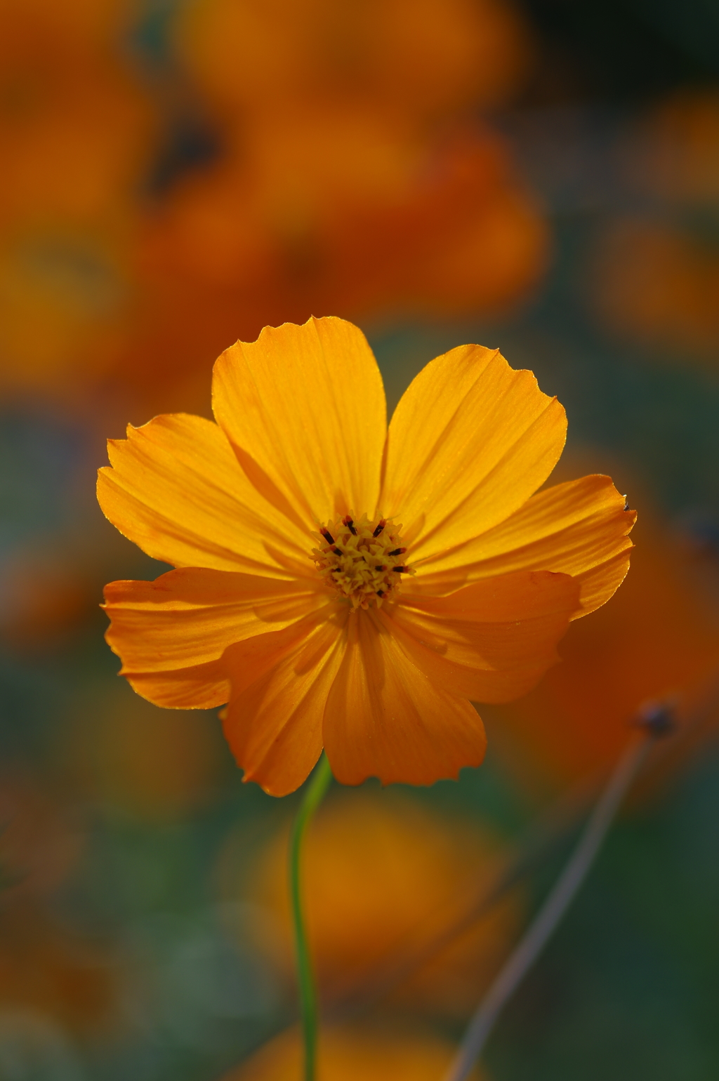 キバナコスモスの花壇