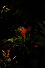 お花屋さんの店頭（２）
