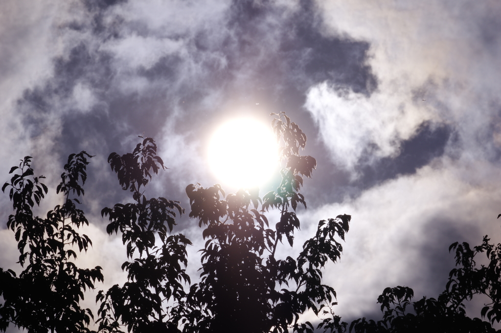 太陽を抱く木