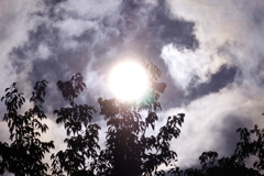 太陽を抱く木