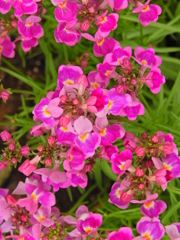 早春の花