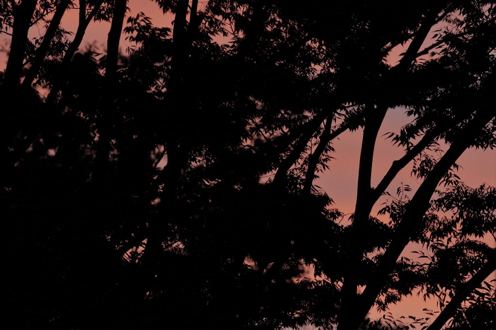 木立ち、夕暮れ