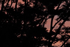 木立ち、夕暮れ