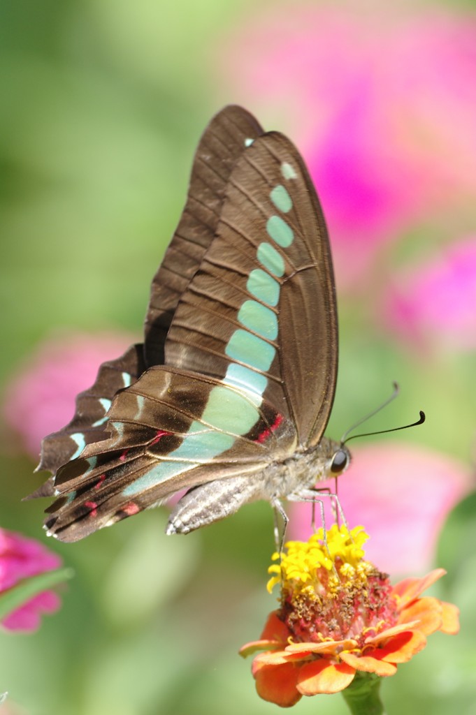 蝶＠新宿中央公園(300mm) - 2