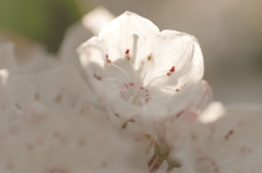 木漏れ日の中の花