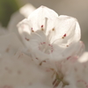 木漏れ日の中の花