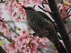 花とヒヨドリ（２）