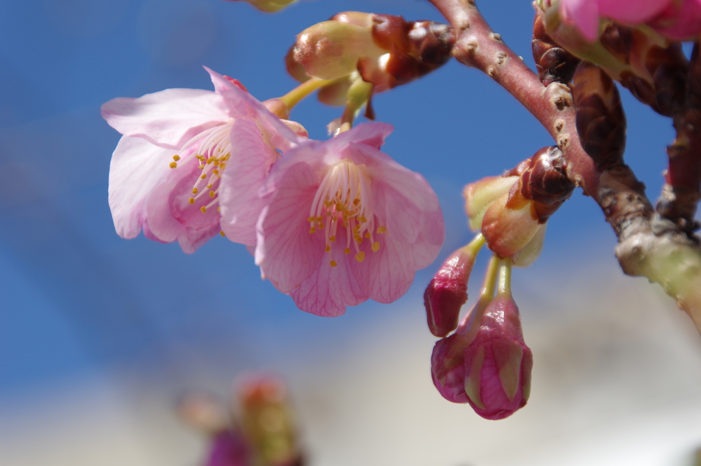 河津桜