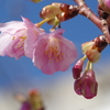 河津桜