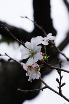 十月桜　その５