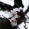 十月桜　その５
