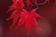 紅葉　その6