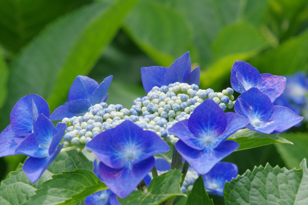 紫陽花の卵(1)