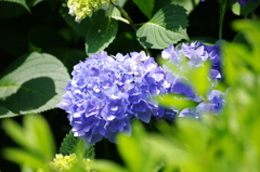 紫陽花