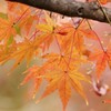 秋のパステル
