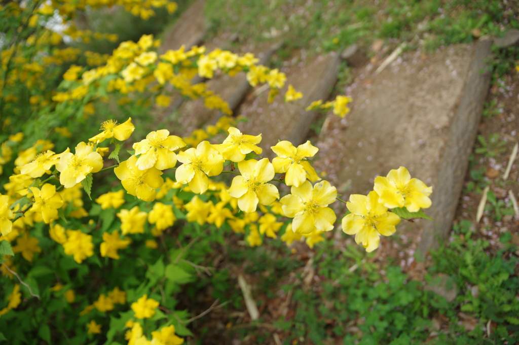 黄色い花