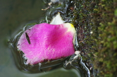 アメンボと花びら