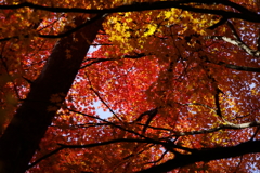 紅葉が美しいのは、そこに秋の青空があるから