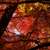 紅葉が美しいのは、そこに秋の青空があるから