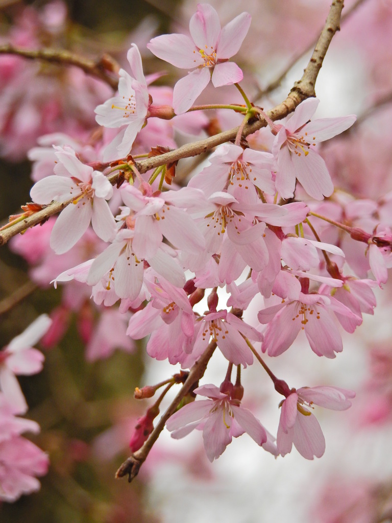 千鳥ヶ淵の桜