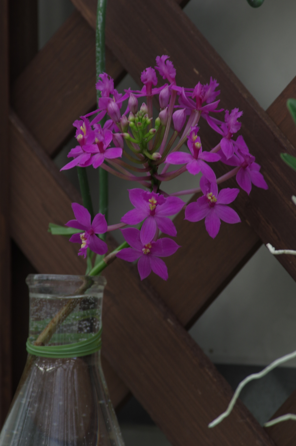 フラスコの花