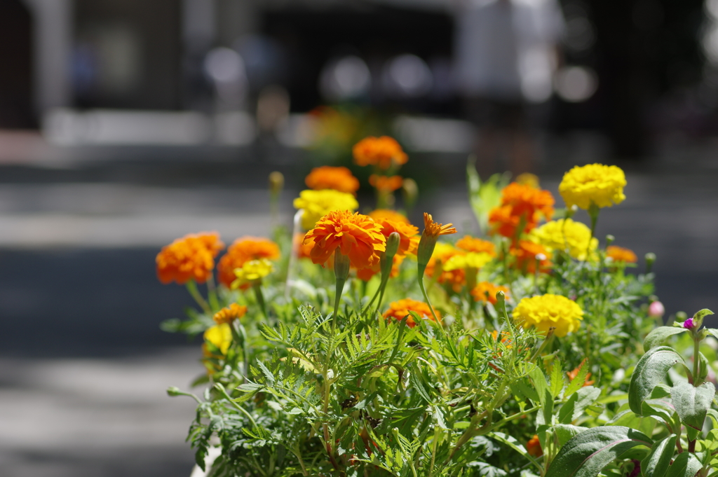 路上の花