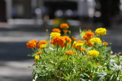 路上の花