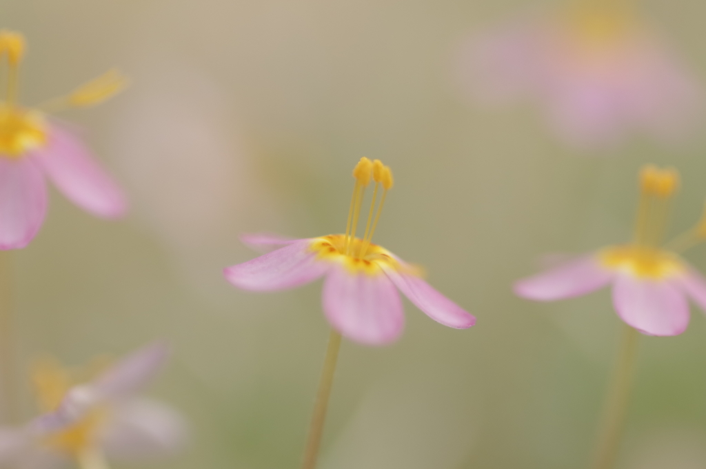 小さな花