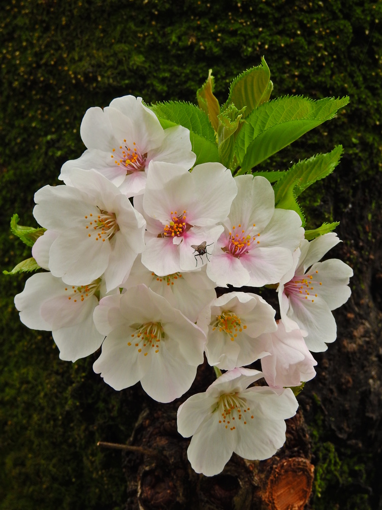 桜に蝿