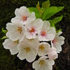 桜に蝿