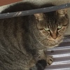 あまやどりの野良猫