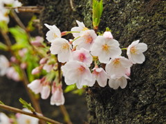 千鳥ヶ淵の桜