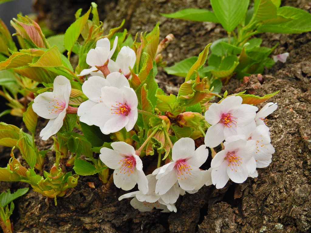 千鳥ヶ淵の桜