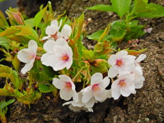 千鳥ヶ淵の桜