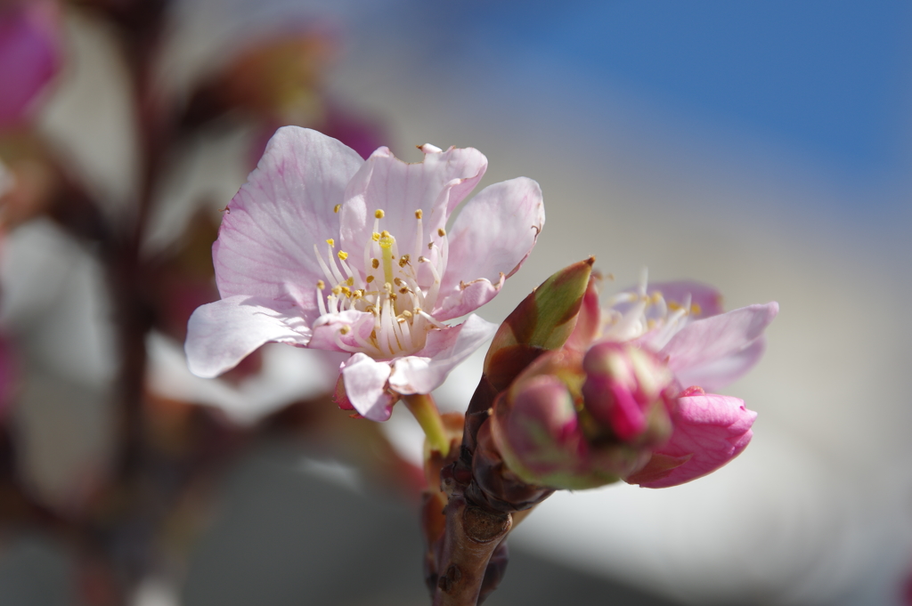 河津桜