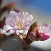 河津桜